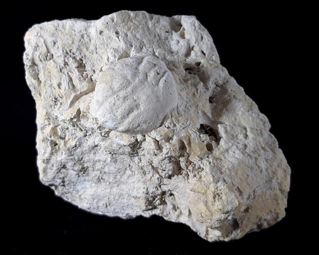 Dromiopsis rugosa (SCHLOTHEIM 1820) - Bild © FossNet FossilienStore